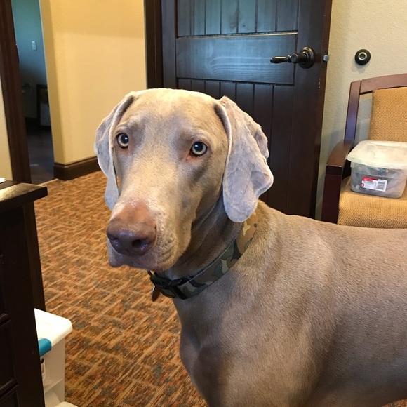 Meet your Posher, Tonya - Picture 1 of 1